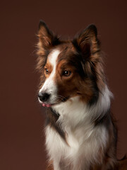funny muzzle border collie on brown background. cool dog in photo studio
