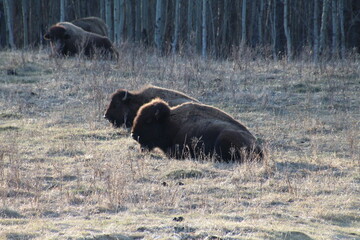 american bison in the wild, Elk Island National Park, Alberta