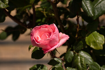 rose rosa appena sbocciate nel prato del giardino a primavera