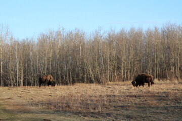 Grazing In The Evening, Elk Island National Park, Alberta