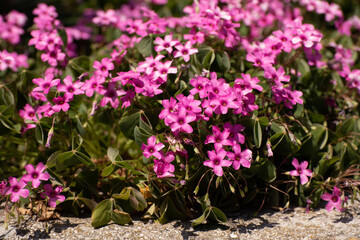 Oxalis rosea sfondo di fiori fucsia a 5 petali nel prato del giardino