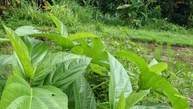 The hairy fig plant has green leaves, stems and twigs, the entire surface has white fine hairs