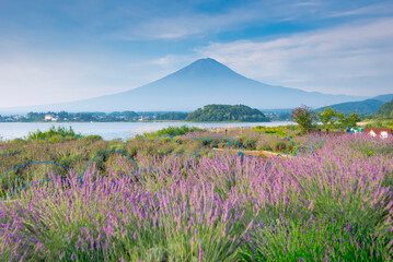 Fuji mountain and Lavender Field in summer at Oishi Park, Kawaguchiko Lake,Japan