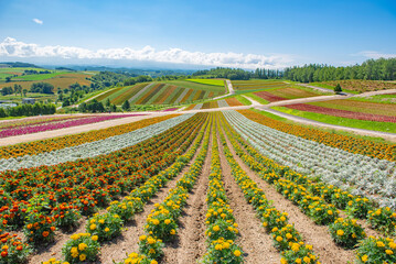 Scenic landscape of Colorful Flower Garden in autumn at Shikisai No Oka FLower Garden, Biei, Hokkaido, Japan