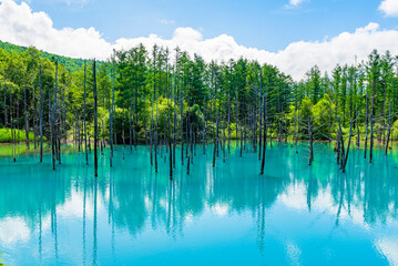 Shirogane Blue Pond in Summer, One of Most famous tourist destination in Biei Pathcwork Road, Biei town, Hokkaido, Japan - obrazy, fototapety, plakaty