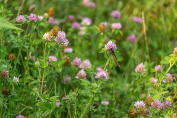 Beautiful Red clover flower at the Ravine Ontario
