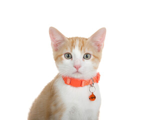 Close up portrait of an adorable orange and white tabby kitten with hazel eyes, wearing an orange collar with bell looking at viewer. Isolated on white.