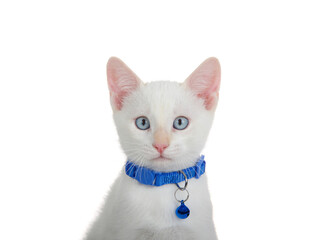 Close up portrait of an adorable white tabby kitten with blue eyes, wearing a blue collar with bell looking at viewer. Isolated on white.