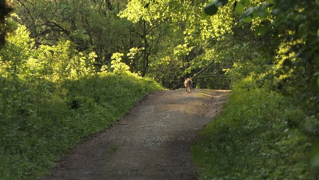 The fox with prey enters the narrow rocky path in the middle of the forest