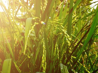 rice plants and sunlight falling on the rice.