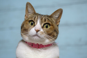 猫の表情
