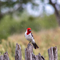 O pássaro sobre a chuva observando o ambiente em sua volta/ The bird over the rain observing the environment on its back