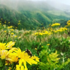 Fototapeta premium bee on a dandelion