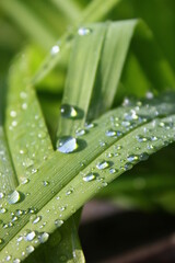 Clear raindrops on fresh green leaves after the rain, the sun shines in the morning.