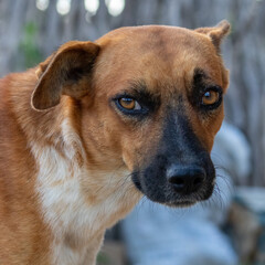 Um lindo cachorro com um olhar fixo sobre o fotógrafo que o registra/A beautiful dog with a stare over the photographer who records it