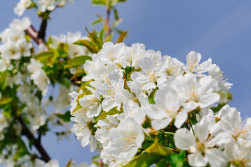 branches of a cherry tree with white flowers against the sky. spring garden.