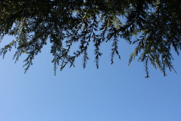 The foliage of pine trees viewed from below with the clear blue sky in the background.
