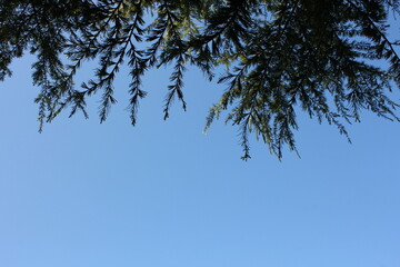 The foliage of pine trees viewed from below with the clear blue sky in the background.