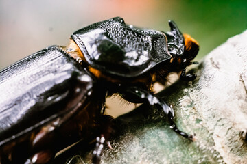 Macro real photo side half view black wild European rhinoceros beetle insect, strong protected...
