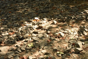 leaves on the ground