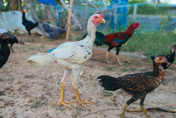 Rooster, Chick, Fighting cock in Thailand. Selective focus.
