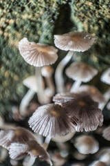 Fototapeta premium mushroom cogumelo