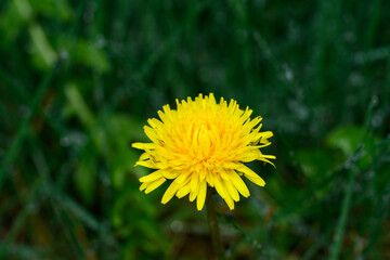 Challenges in the lawn, bright yellow dandelion blooming in a lawn
