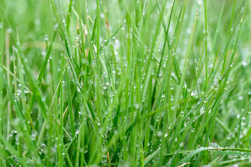 Fototapeta na wymiar Tall lawn grass covered in water droplets after a morning rain, as a nature background 