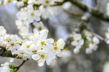 White blossoms on an ornamental tree blooming in early spring, as a nature background
