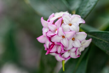Obraz na płótnie Canvas Closeup of a Variegated Winter Daphne blooming in a winter garden, white and pink fragrant flowers 