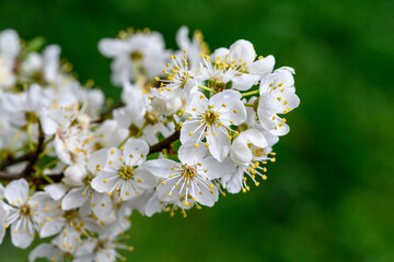 White blossoms on an ornamental tree blooming in early spring against a dark green background
