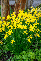 Large bunch of classic bright yellow daffodils blooming in a winter garden
