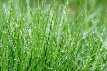 Tall lawn grass covered in water droplets after a morning rain, as a nature background
