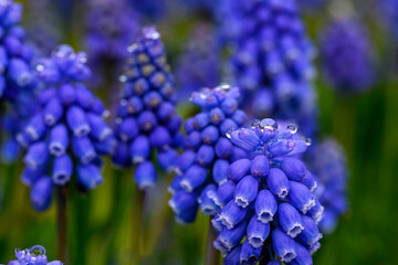 Small grape hyacinths after the morning rain, blue flowers blooming in a winter garden
