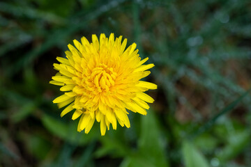 Challenges in the lawn, bright yellow dandelion blooming in a lawn
