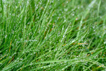 Fototapeta na wymiar Tall lawn grass covered in water droplets after a morning rain, as a nature background 