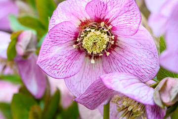 White and burgundy flowers blooming on a hellebore plant in a winter garden
 - obrazy, fototapety, plakaty