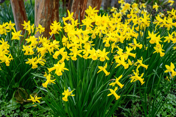 Large bunch of classic bright yellow daffodils blooming in a winter garden

