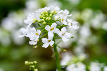 Closeup of small white flowers blooming in a winter garden, as a nature background
