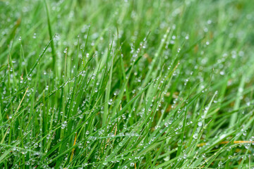 Tall lawn grass covered in water droplets after a morning rain, as a nature background
