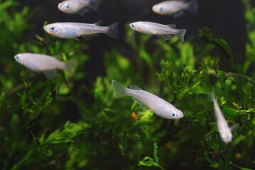 アオメダカ　水槽