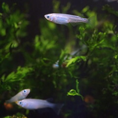 アオメダカ　水槽
