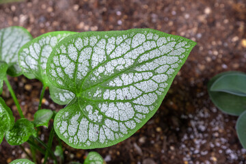 宿根草ブルンネラのシルバーリーフ