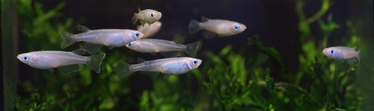 アオメダカ　水槽