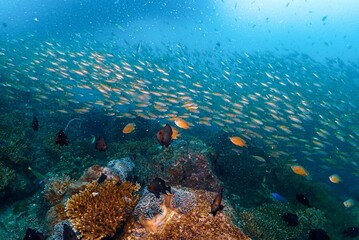 Fototapeta na wymiar Schools of fish and corals create beauty under the sea to be beautiful and plentiful.