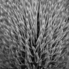 Banksia flower in macro