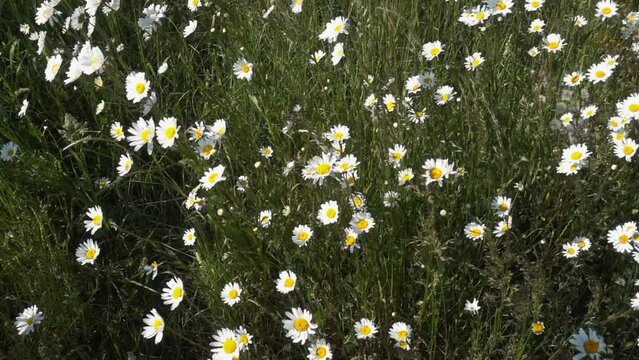 Slow motion ox-eye daisy, (Leucanthemum vulgare) waving in the bre