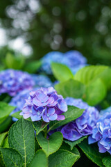 満開の紫陽花