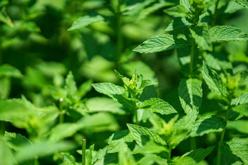 スペアミントの畑 © kuri2000