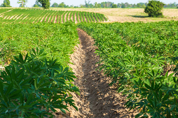 Cultivation of cassava plants in the prepared soil plot.